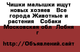   Чишки-малышки ищут новых хозяев - Все города Животные и растения » Собаки   . Московская обл.,Лобня г.